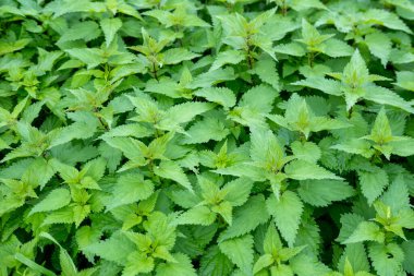Taze ısırgan otu yaprakları, doğal ortamda yeşil bitkiler. Yabani otlar ve botanik konsepti, doğal sağlık, şifalı bitkiler, yaprak yapısı