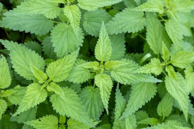 Taze ısırgan otu yaprakları, doğal ortamda yeşil bitkiler. Yabani otlar ve botanik konsepti, doğal sağlık, şifalı bitkiler, yaprak yapısı