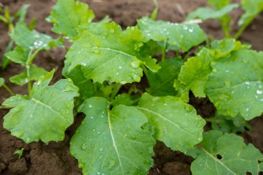 Bereketli topraklarda yetişen genç kolza tohumları, su damlacıkları ile lahana yaprakları, doğal çevrede yetişen yeşil bitkiler. Bereketli yeşil kolza tohumu tarlası, doğal sağlık, şifalı bitkiler, yaprak yapısı