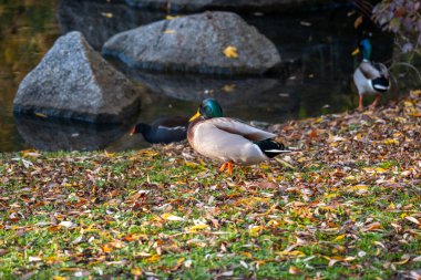 Gallinula kloropus sazlık su ördeği, bataklık ördeği, güvercin büyüklüğünde kara kuş doğal habitat, kuşbilim, kuşlar, doğal yaşam alanları ılıman Avrupa, doğa koruması 