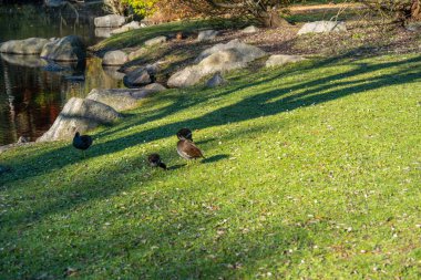 Gallinula kloropus sazlık su ördeği, bataklık ördeği, güvercin büyüklüğünde kara kuş doğal habitat, kuşbilim, kuşlar, doğal yaşam alanları ılıman Avrupa, doğa koruması 