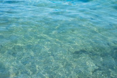 Gallinula kloropus sazlık su ördeği, bataklık ördeği, güvercin büyüklüğünde kara kuş doğal habitat, kuşbilim, kuşlar, doğal yaşam alanları ılıman Avrupa, doğa koruması 