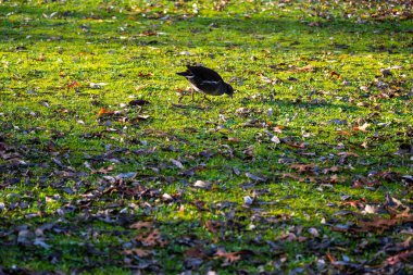 Gallinula kloropus sazlık su ördeği, bataklık ördeği, güvercin büyüklüğünde kara kuş doğal habitat, kuşbilim, kuşlar, doğal yaşam alanları ılıman Avrupa, doğa koruması 