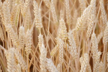 Gallinula kloropus sazlık su ördeği, bataklık ördeği, güvercin büyüklüğünde kara kuş doğal habitat, kuşbilim, kuşlar, doğal yaşam alanları ılıman Avrupa, doğa koruması 