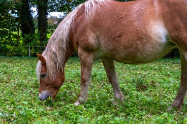 Beyaz benekli güzel kahverengi at. At fotoğrafçılığı, kırsal alanlar, çiftlik hayatı ve hayvan temaları, at fotoğrafçılığı, barışçıl otlatma, doğal ışık