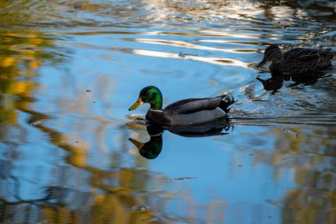 Huzurlu gölette yüzen güzel yaban ördeği, doğal habitatta su kuşu, kuşbilim, kuşlar, doğal alanlar ılıman Avrupa, doğa koruması