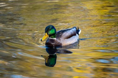 Güzel erkek yaban ördeği, sakin gölette yüzüyor, doğal yaşam alanında su kuşları, kuşbilim, kuşlar, doğal alanlar ılıman Avrupa, doğa koruması