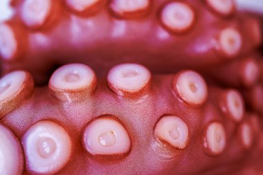 Çiğ ahtapot dokunaçları, deniz sefalopodu, deniz ürünleri dokusu, kromatofor makro görünümü, vakum kapları detayı, deniz mutfağı, egzotik yiyecekler, yakın plan, egzotik aşçılık kavramı.