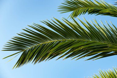 Bereketli topraklarda yetişen genç kolza tohumları, su damlacıkları ile lahana yaprakları, doğal çevrede yetişen yeşil bitkiler. Bereketli yeşil kolza tohumu tarlası, doğal sağlık, şifalı bitkiler, yaprak yapısı 