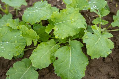 Bereketli topraklarda yetişen genç kolza tohumları, su damlacıkları ile lahana yaprakları, doğal çevrede yetişen yeşil bitkiler. Bereketli yeşil kolza tohumu tarlası, doğal sağlık, şifalı bitkiler, yaprak yapısı 