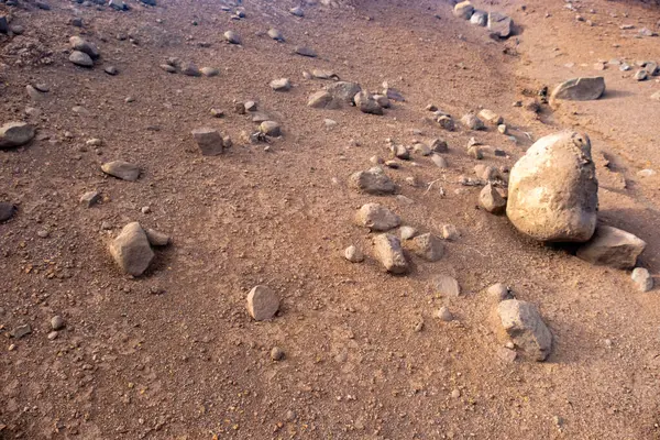 Bereketli topraklarda yetişen genç kolza tohumları, su damlacıkları ile lahana yaprakları, doğal çevrede yetişen yeşil bitkiler. Bereketli yeşil kolza tohumu tarlası, doğal sağlık, şifalı bitkiler, yaprak yapısı 