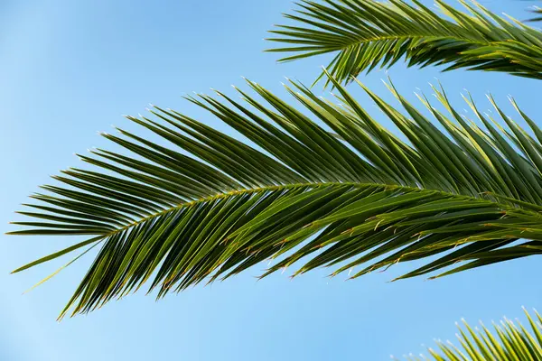 Bereketli topraklarda yetişen genç kolza tohumları, su damlacıkları ile lahana yaprakları, doğal çevrede yetişen yeşil bitkiler. Bereketli yeşil kolza tohumu tarlası, doğal sağlık, şifalı bitkiler, yaprak yapısı 