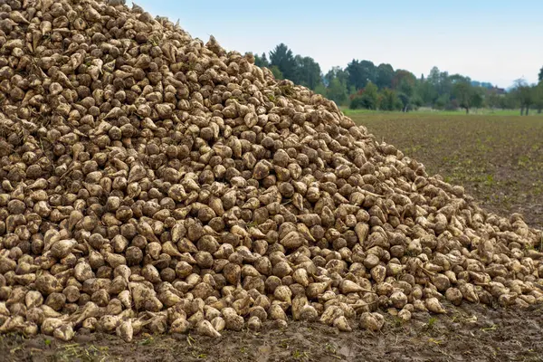 Bereketli topraklarda yetişen genç kolza tohumları, su damlacıkları ile lahana yaprakları, doğal çevrede yetişen yeşil bitkiler. Bereketli yeşil kolza tohumu tarlası, doğal sağlık, şifalı bitkiler, yaprak yapısı 