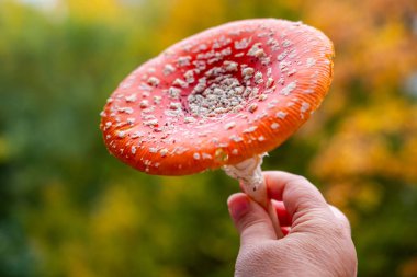 Çiğ ahtapot dokunaçları, deniz sefalopodu, deniz ürünleri dokusu, kromatofor makro görünümü, vakum kapları detayı, deniz mutfağı, egzotik yiyecekler, yakın plan, egzotik aşçılık kavramı. 