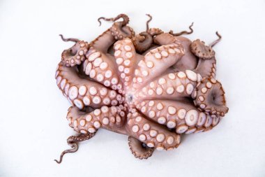 Çiğ ahtapot dokunaçları, deniz sefalopodu, deniz ürünleri dokusu, kromatofor makro görünümü, vakum kapları detayı, deniz mutfağı, egzotik yiyecekler, yakın plan, egzotik aşçılık kavramı. 