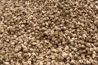 Şeker pancarları yüksek, şeker üretimi için hayati önem taşıyan ürünler, verimli yeşil yapraklar araziye yayılmış, tarlada yetişiyor, hasat, şeker üretimi, tarım açısından zengin tarım arazileri için hazır.