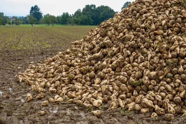 Şeker pancarları yüksek, şeker üretimi için hayati önem taşıyan ürünler, verimli yeşil yapraklar araziye yayılmış, tarlada yetişiyor, hasat, şeker üretimi, tarım açısından zengin tarım arazileri için hazır.