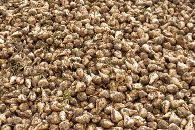 Şeker pancarları yüksek, şeker üretimi için hayati önem taşıyan ürünler, verimli yeşil yapraklar araziye yayılmış, tarlada yetişiyor, hasat, şeker üretimi, tarım açısından zengin tarım arazileri için hazır.