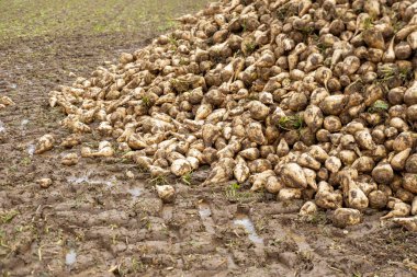 Küçük yumruğunu sıkmış, 5 yaşında küçük bir çocuk, kız el kol hareketini güçlendirmek için elini kaldırıyor güç ve esneklik, sessiz direniş çocuklar aile içi şiddete maruz kalıyor, taciz önleme, aile içi şiddet 