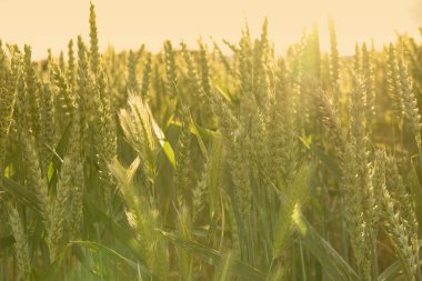 Yumuşak çamurda ayak izi ve lastik izi çamurlu yolda izler, doğal yoldaki kanıt geçidi macera başlıyor desenli çamur, açık hava aktivitesi. 