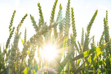 Yumuşak çamurda ayak izi ve lastik izi çamurlu yolda izler, doğal yoldaki kanıt geçidi macera başlıyor desenli çamur, açık hava aktivitesi. 
