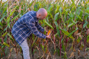Teftiş eden genç çiftçi, tarladaki olgun mısır koçanlarını kontrol ediyor, sürdürülebilir tarım için tutkulu çiftçi, güneş ışığı altında ekinlerin büyümesini inceleyen tarım uzmanı, kırsal yaşam, hasat mevsimi. 