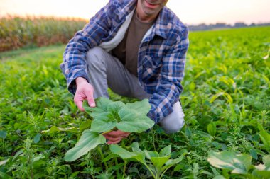 Teftiş eden genç çiftçi, tarladaki olgun mısır koçanlarını kontrol ediyor, sürdürülebilir tarım için tutkulu çiftçi, güneş ışığı altında ekinlerin büyümesini inceleyen tarım uzmanı, kırsal yaşam, hasat mevsimi. 