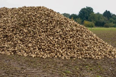 Şeker pancarları yüksek, şeker üretimi için hayati önem taşıyan ürünler, verimli yeşil yapraklar araziye yayılmış, tarlada yetişiyor, hasat, şeker üretimi, tarım açısından zengin tarım arazileri için hazır.