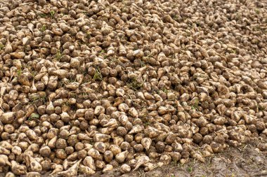 Şeker pancarları yüksek, şeker üretimi için hayati önem taşıyan ürünler, verimli yeşil yapraklar araziye yayılmış, tarlada yetişiyor, hasat, şeker üretimi, tarım açısından zengin tarım arazileri için hazır.