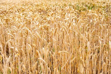 Organik hasat için hazır altın olgun buğday tarlası, olgun buğday kulakları, tarım bolluğu ve gıda üretimi, sağlıklı tahıl, çevre dostu tarım uygulamaları, sürdürülebilir tarım