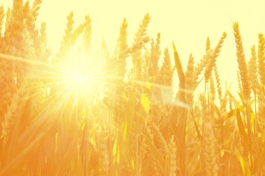 Organik hasat için hazır altın olgun buğday tarlası, olgun buğday kulakları, tarım bolluğu ve gıda üretimi, sağlıklı tahıl, çevre dostu tarım uygulamaları, sürdürülebilir tarım