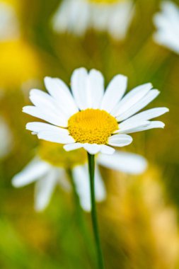 Çiçekli papatyalar Matricaria Chamomilla altın yaz tarlasında, papatya çiçekleri, tarım arazisi manzarası, organik tarım manzarası, kırsal hasat sahnesi, güneşli gün, altın ekinler, çevre koruma