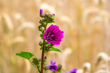 Mallow çiçekleri, altın buğday tarlasında açan parlak mor kır çiçekleri, yaz kırsal arazisi, organik tarım, canlı kırsal manzara, doğa güzelliği, çiftlik hayatı, kırsal manzara