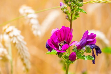 Mallow çiçekleri, altın buğday tarlasında açan parlak mor kır çiçekleri, yaz kırsal arazisi, organik tarım, canlı kırsal manzara, doğa güzelliği, çiftlik hayatı, kırsal manzara