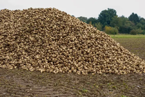 Şeker pancarları yüksek, şeker üretimi için hayati önem taşıyan ürünler, verimli yeşil yapraklar araziye yayılmış, tarlada yetişiyor, hasat, şeker üretimi, tarım açısından zengin tarım arazileri için hazır.