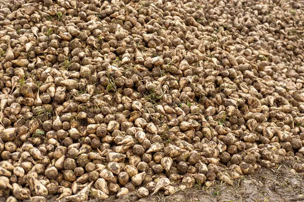 Şeker pancarları yüksek, şeker üretimi için hayati önem taşıyan ürünler, verimli yeşil yapraklar araziye yayılmış, tarlada yetişiyor, hasat, şeker üretimi, tarım açısından zengin tarım arazileri için hazır.