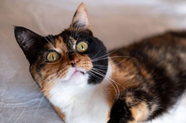 Ev kedisi rahat bir şekilde rahat bir yatakta dinleniyor nötr renkli çarşaflarla, Pet 'in rahatlatıcı anı, çok renkli kedi yatağına yerleşmiş, hayvan yoldaşı, ev konforu, sakin bir kedi.