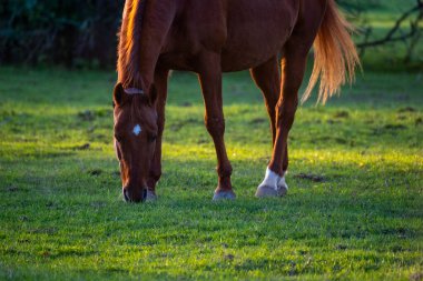 Kahverengi atlar, yeşil otlaktaki at sahnesi, huzurlu kırsal atmosfer, doğal davranış, barışçıl atmosfer. takvim fotoğrafları ve doğa belgeselleri için