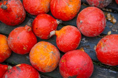 Çiftçilik tarlalarında yetişen farklı türde olgun balkabakları, olgunlaşmış tarım alanları, altın sonbahar zengin hasatı, eko tarımı, tarım kavramı, doğal gıda, organik tarım