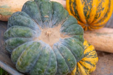 Çiftçilik tarlalarında yetişen farklı türde olgun balkabakları, olgunlaşmış tarım alanları, altın sonbahar zengin hasatı, eko tarımı, tarım kavramı, doğal gıda, organik tarım