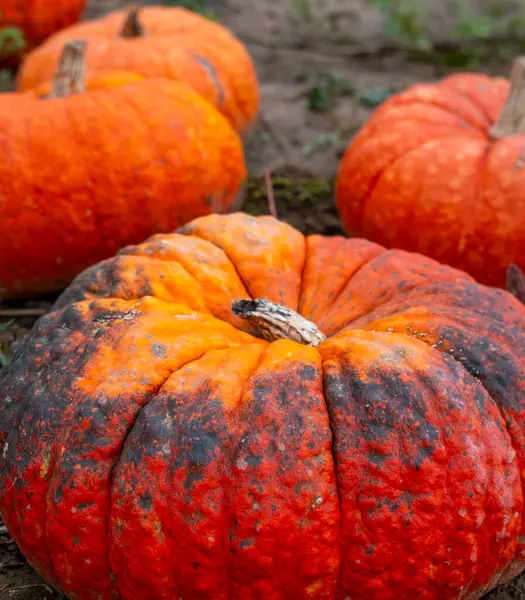 Çiftçilik tarlalarında yetişen farklı türde olgun balkabakları, olgunlaşmış tarım alanları, altın sonbahar zengin hasatı, eko tarımı, tarım kavramı, doğal gıda, organik tarım