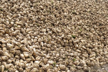 Şeker pancarları yüksek, şeker üretimi için hayati önem taşıyan ürünler, verimli yeşil yapraklar araziye yayılmış, tarlada yetişiyor, hasat, şeker üretimi, tarım açısından zengin tarım arazileri için hazır. 