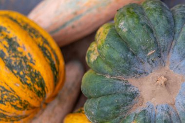 Çiftçilik tarlalarında yetişen farklı türde olgun balkabakları, olgunlaşmış tarım alanları, altın sonbahar zengin hasatı, eko tarımı, tarım kavramı, doğal gıda, organik tarım
