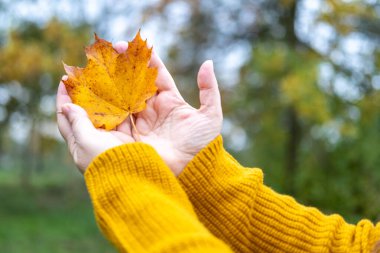Parlak portakal yaprağı olan kadın eli, sonbahar mevsimi havası, ılık doğal renkler, güz yaprakları, çevre güzelliği, çevre, sıcak tonlar, botanik doğa konsepti, mevsimsel değişim 