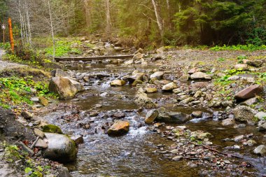 Karpat Dağları 'ndaki güzel sonbahar manzarası. Ormandaki dağ nehri taşlarla dolu. Tatariv, Ivano-Frankivsk Oblastı. Huk Şelalesi yolu. Seçici odak