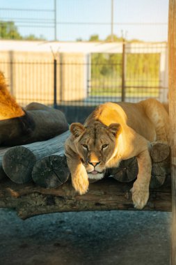 Güneşli bir yaz gününde hayvanat bahçesindeki güzel Afrika aslanı. Vahşi hayvanlar..