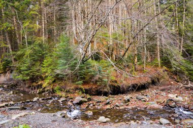 Ukrayna 'daki Karpat Dağları' nda güzel bir sonbahar ya da sonbahar manzarası. Ormandaki dağ nehri taşlarla dolu. Tatariv, Ivano-Frankivsk Oblastı. Huk Şelalesi yolu. Seçici odak