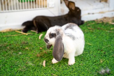 Uzun gri kulaklı beyaz kulaklı tavşan ve hayvanat bahçesinde siyah tavşan. Kapat.