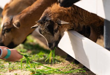 Bir çocuk evcil hayvan çiftliğinde kahverengi bir kamerun otunu besler. Hayvanlara ve doğaya daha yakın ol. Kapat.