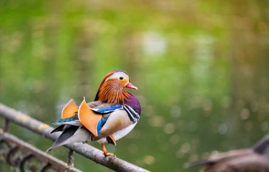 Güzel bir erkek ördek gölün yakınındaki bir çitin üzerinde duruyor. Yakın plan fotoğraf. Doğa ve vahşi kuşlar